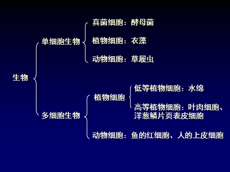 走进细胞.ppt_第2页