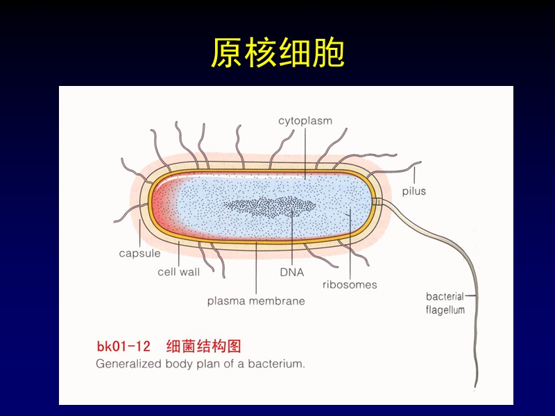 走进细胞.ppt_第3页