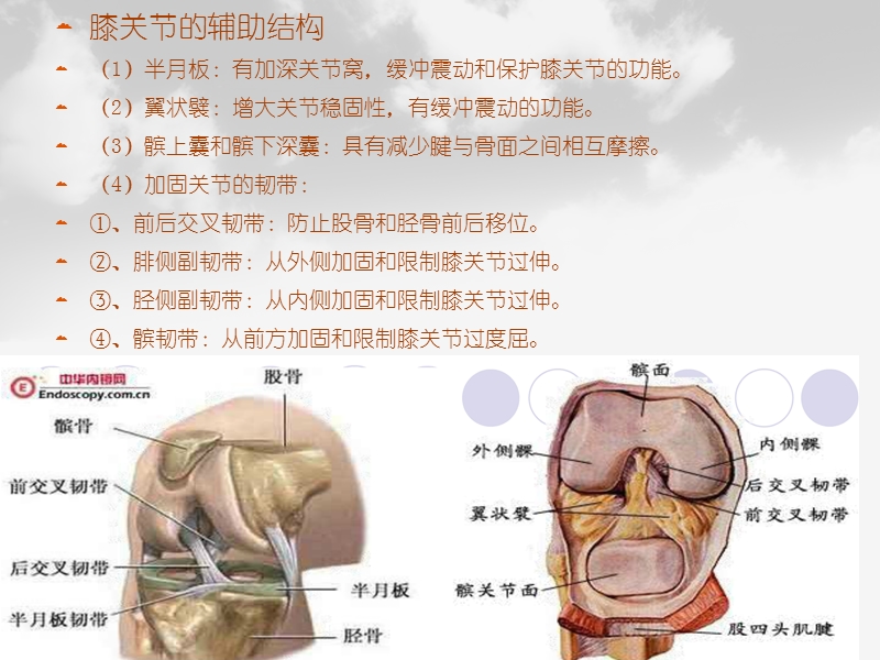 全膝膝关节置换基本理论.ppt_第3页