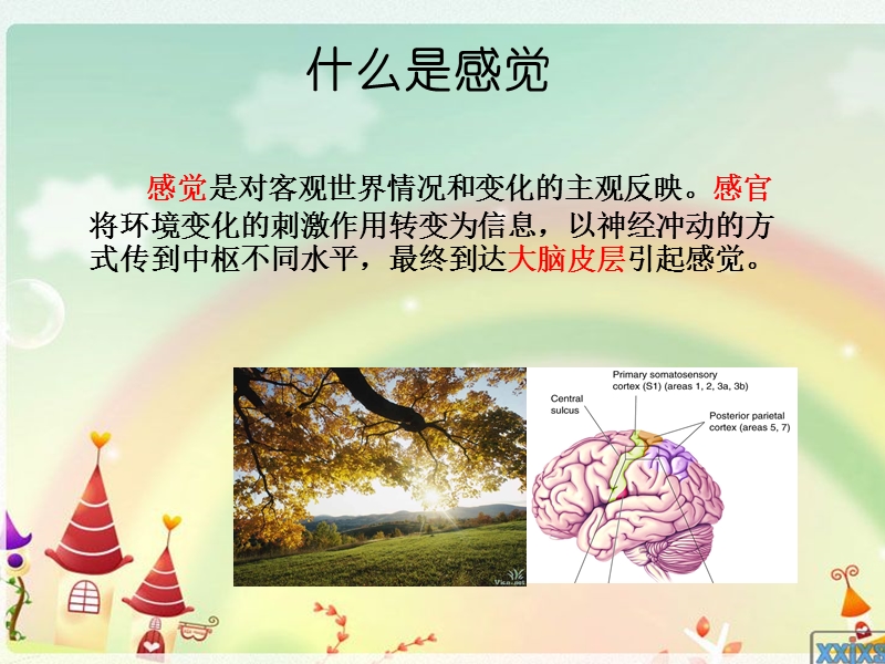 人类感觉之谜ppt.ppt_第3页