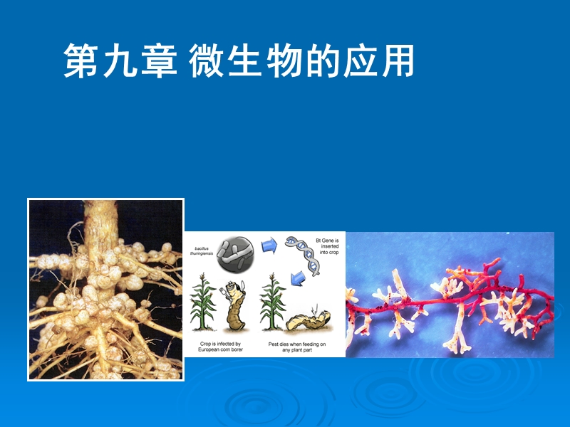 微生物的应用.ppt_第1页