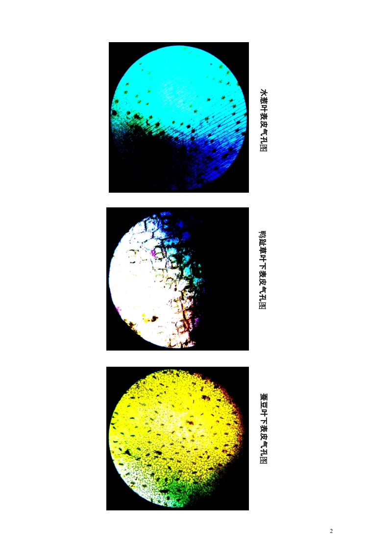 湖南省安仁县宜溪学校七年级生物上册《观察气孔的创新实验》教学案 新人教版.doc_第2页