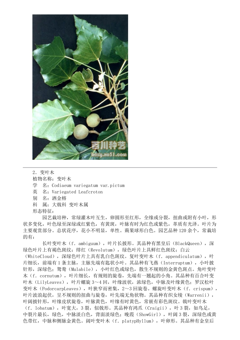 认识52种常见致癌植物(含图片)_.doc_第3页