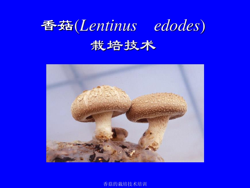 香菇的栽培技术培训.ppt_第1页