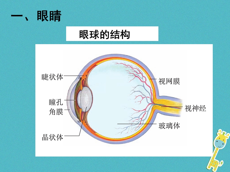 八年级物理上册 4.4《眼睛和眼镜》课件2 鲁教版五四制.ppt_第3页