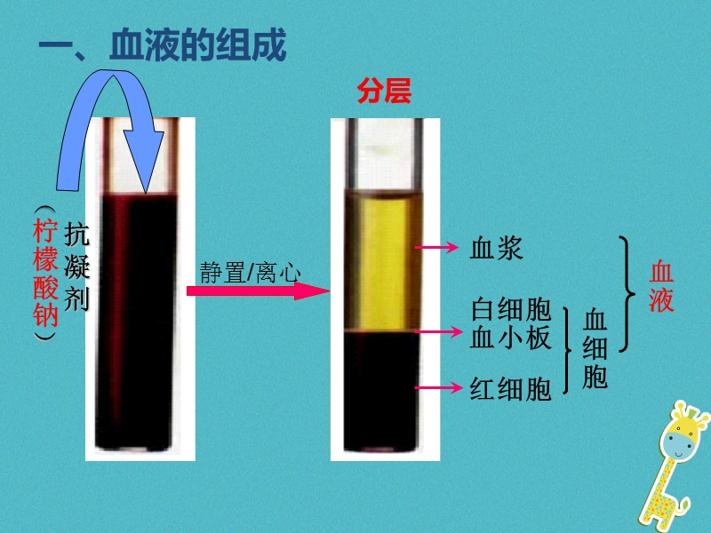 2018年七年级生物下册 4.4.1流动的组织——血液课件 （新版）新人教版.ppt_第2页