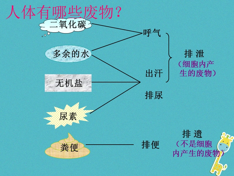 七年级生物下册 第四单元 第五章 人体内废物的排出课件 （新版）新人教版.ppt_第3页