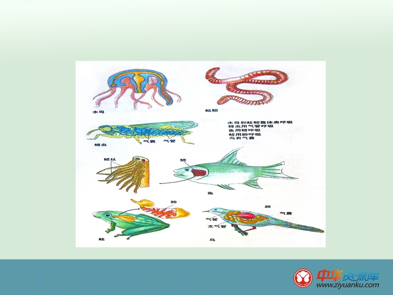 江西宜春八中八年级生物上册课件：第四单元-第三章-动物的呼吸与饲养密度(河北少儿版).ppt_第2页