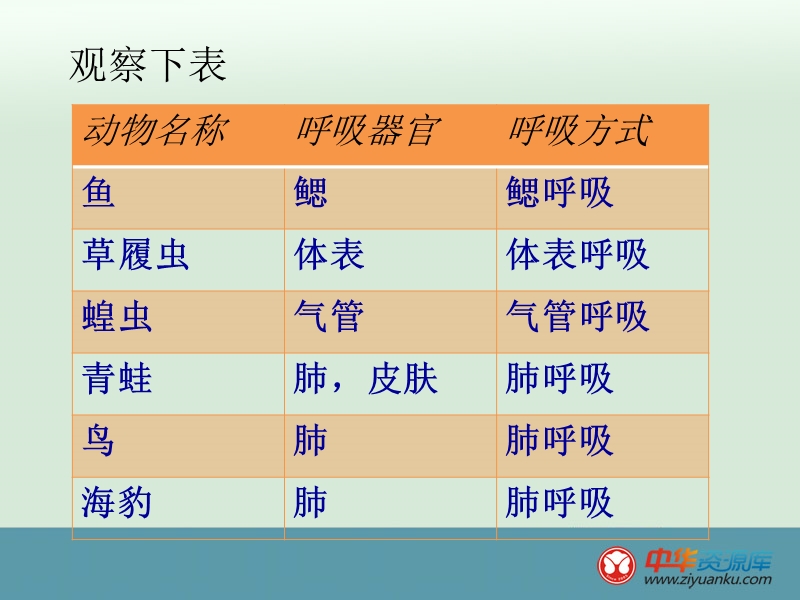 江西宜春八中八年级生物上册课件：第四单元-第三章-动物的呼吸与饲养密度(河北少儿版).ppt_第3页