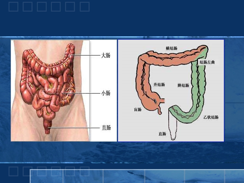 结直肠癌的免疫治.ppt_第2页