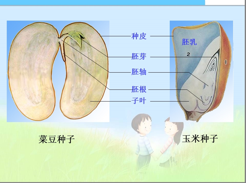 3-2-1种子的萌发精品课件精品中学ppt课件.ppt_第1页