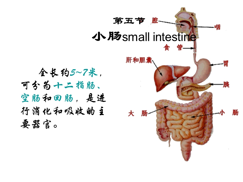 第五节-小肠small-intestine.ppt_第1页