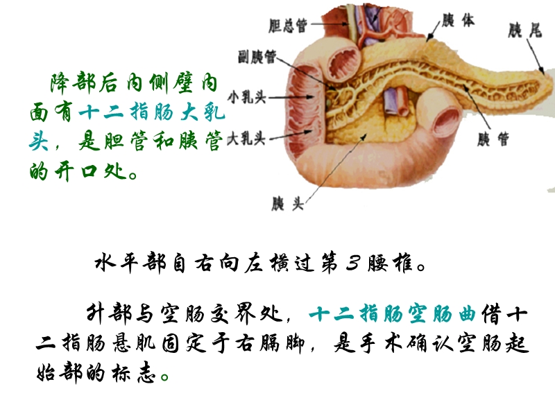 第五节-小肠small-intestine.ppt_第3页