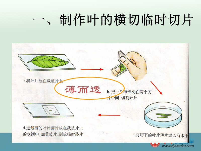 江西宜春八中八年级生物上册课件：第四章第三节光合作用的场所(河北少儿版).ppt_第2页