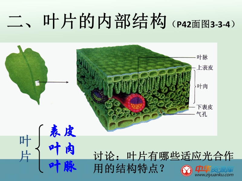 江西宜春八中八年级生物上册课件：第四章第三节光合作用的场所(河北少儿版).ppt_第3页