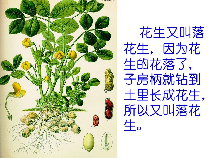 15课落花生.ppt_第2页