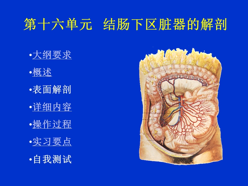 16单元结肠下区的解剖ppt.ppt_第1页