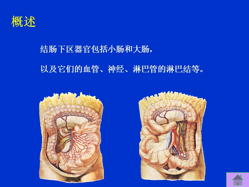 16单元结肠下区的解剖ppt.ppt_第3页