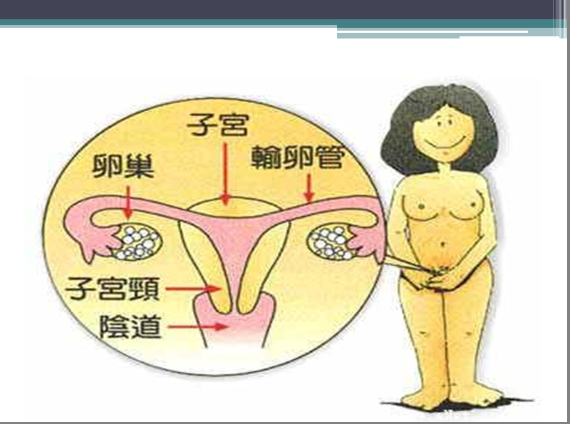 初中女生生理卫生讲座.ppt_第3页