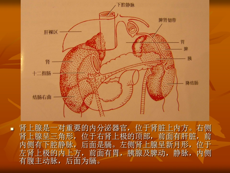 腹腔镜下肾上腺切除.ppt_第3页