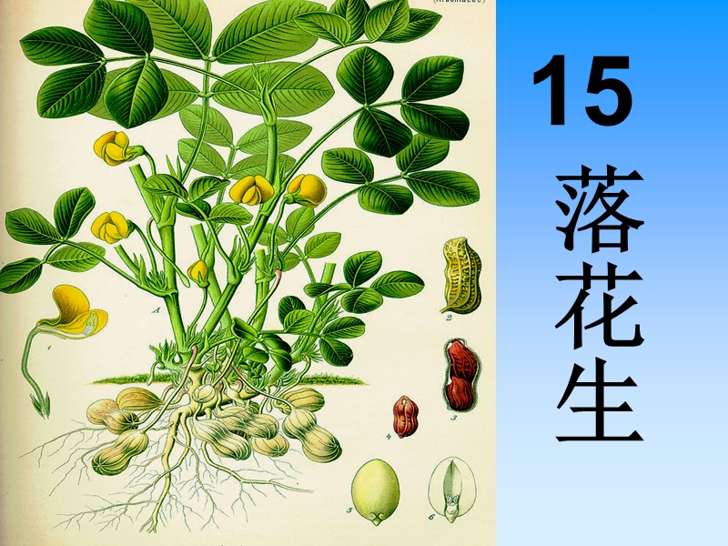 落花生ppt课件.ppt_第1页