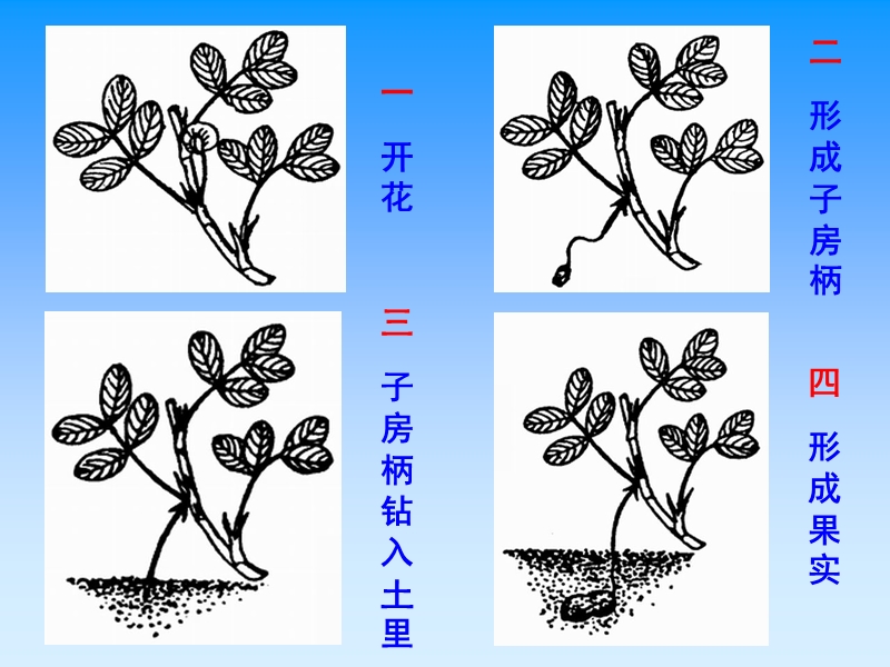 落花生ppt课件.ppt_第2页