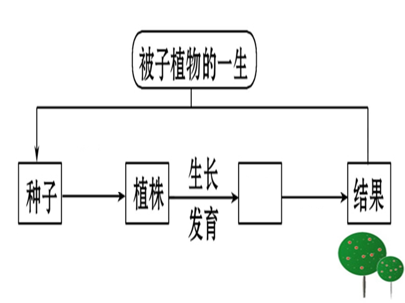 复习被子植物的一生(问题).ppt_第1页