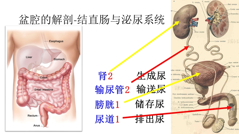 结直肠癌术后尿漏.pptx_第3页