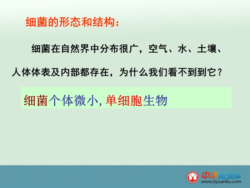 江西宜春八中八年级生物上册课件：细菌(河北少儿版).ppt_第3页