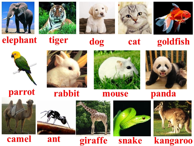 7b英语课件：unit-8-pets-revision10096980.ppt_第2页