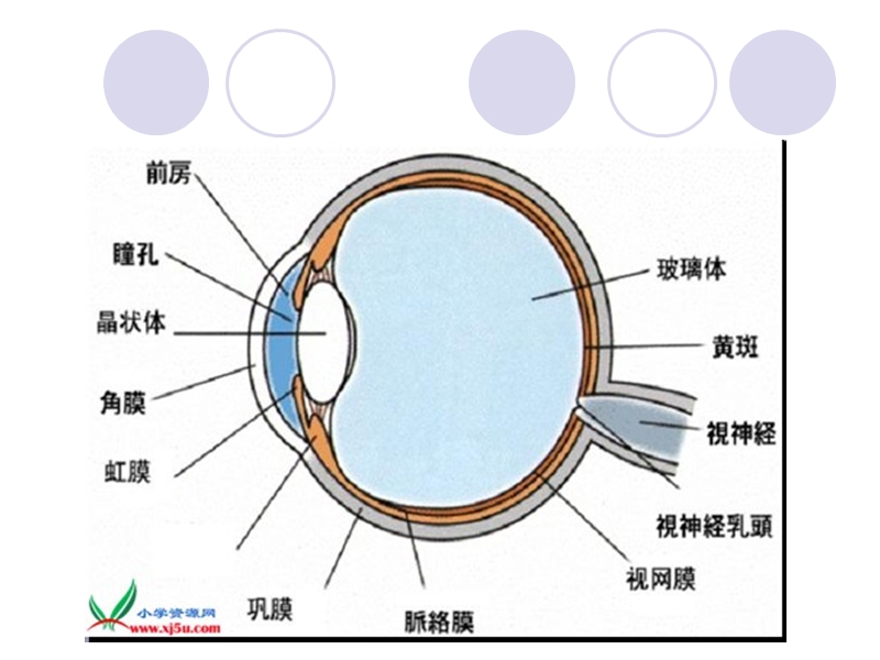 《永生的眼睛》课件ppt.ppt_第2页