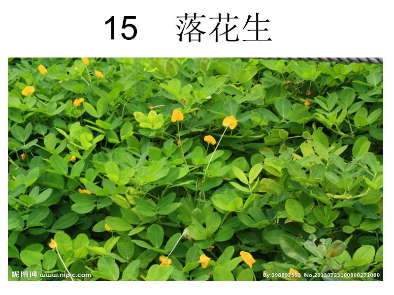 15---------落花生.ppt_第2页