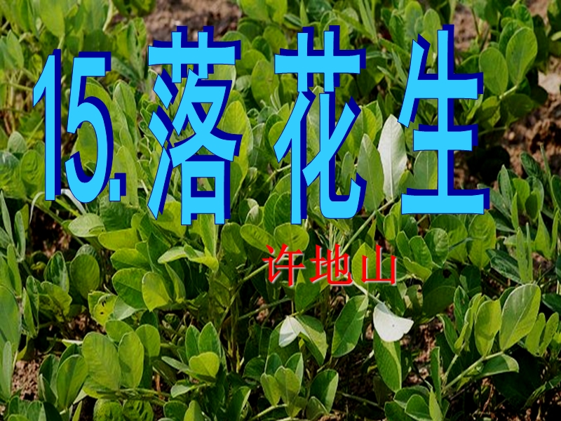 15.落花生.ppt_第1页