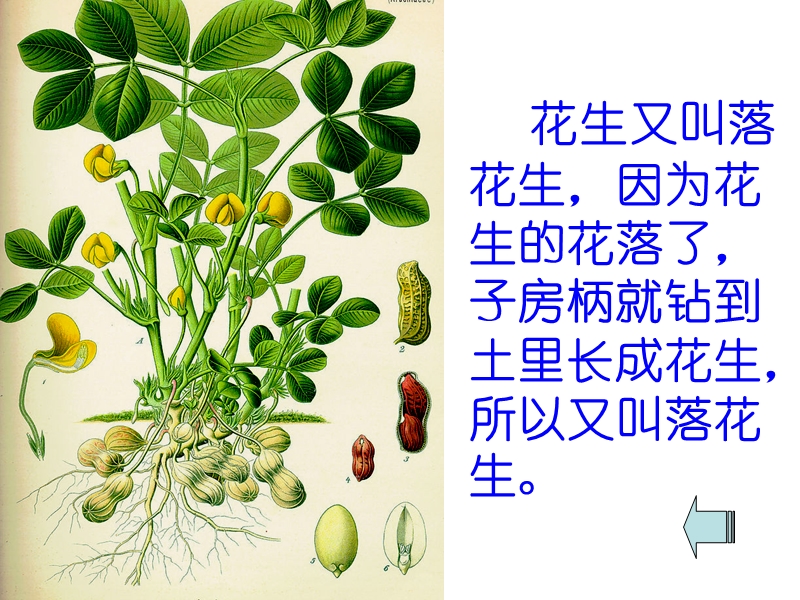 15.落花生.ppt_第2页