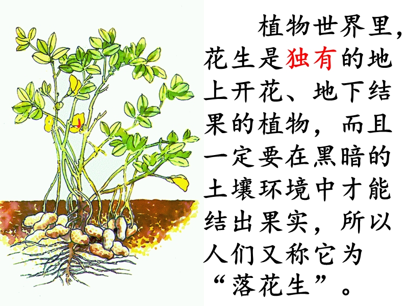 北师大版四年级语文上册落花生.ppt_第3页