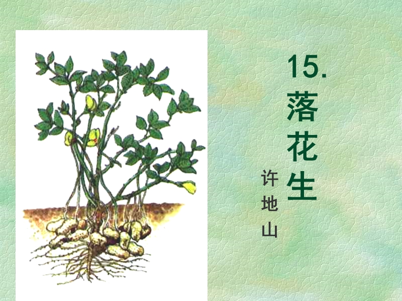 15.落花生课件.ppt_第2页