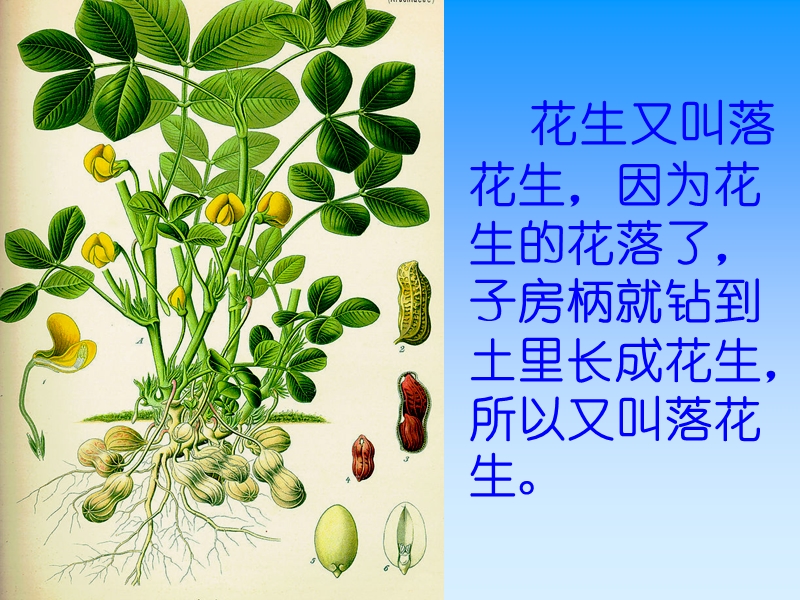 15落花生ppt课件.ppt_第2页