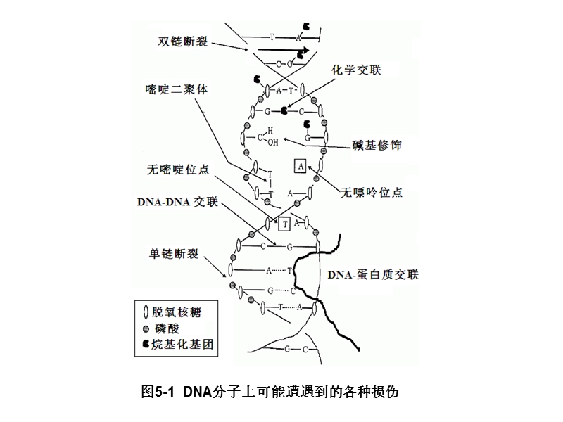 chapter8-dna-damage.ppt_第3页