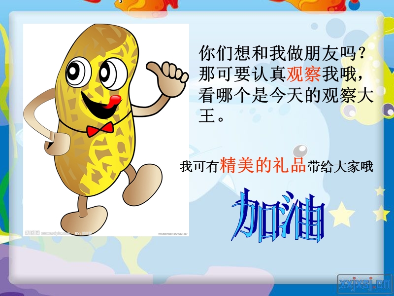 三年级观察花生.ppt_第3页