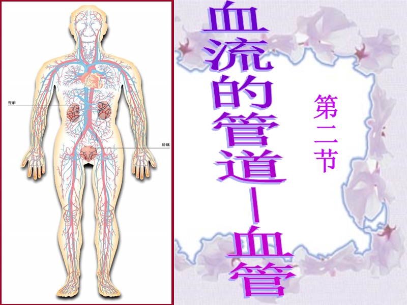 第二节血流的管道--血管.ppt_第1页