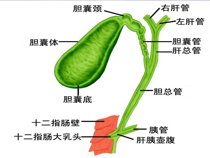 胆道肿瘤.ppt_第2页