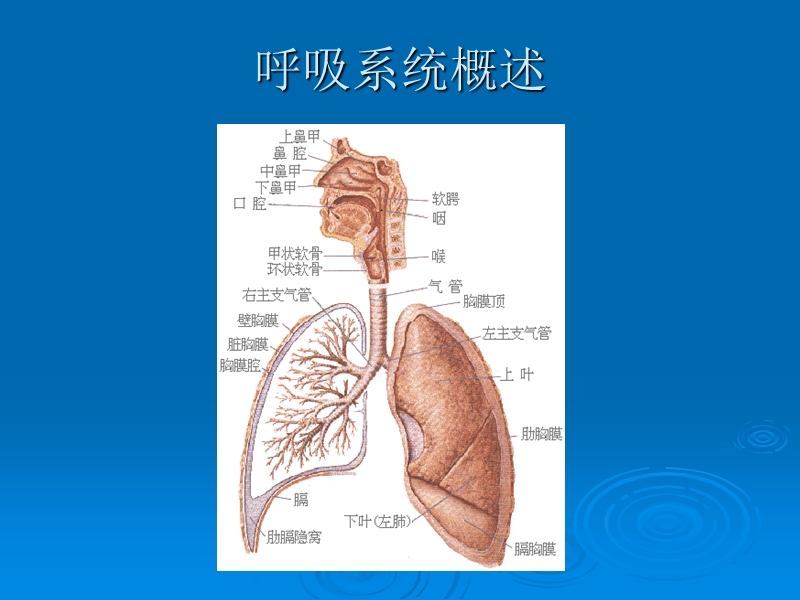 呼吸系统疾病与预防_yl.ppt_第3页