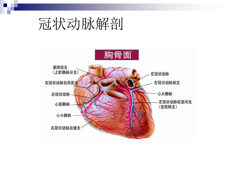 冠状动脉生理及特点.ppt_第2页