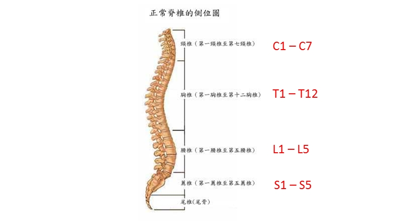 脊椎生理解剖.pptx_第2页