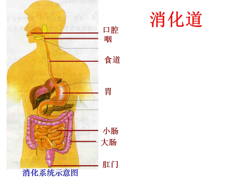 第二节_消化与吸收.ppt_第3页