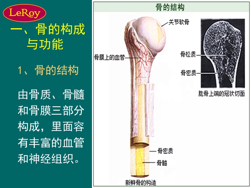 乐利来中西医治疗骨骼.ppt_第2页