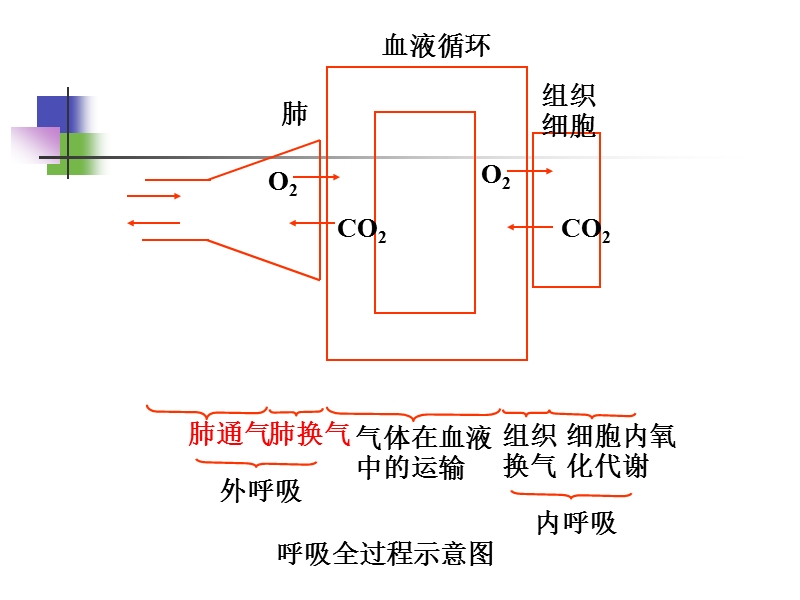 第十六章-肺功能不全-(难点).ppt_第2页