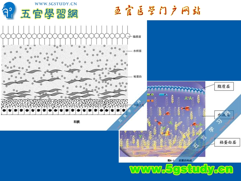 眼表疾病教学课件.ppt_第3页