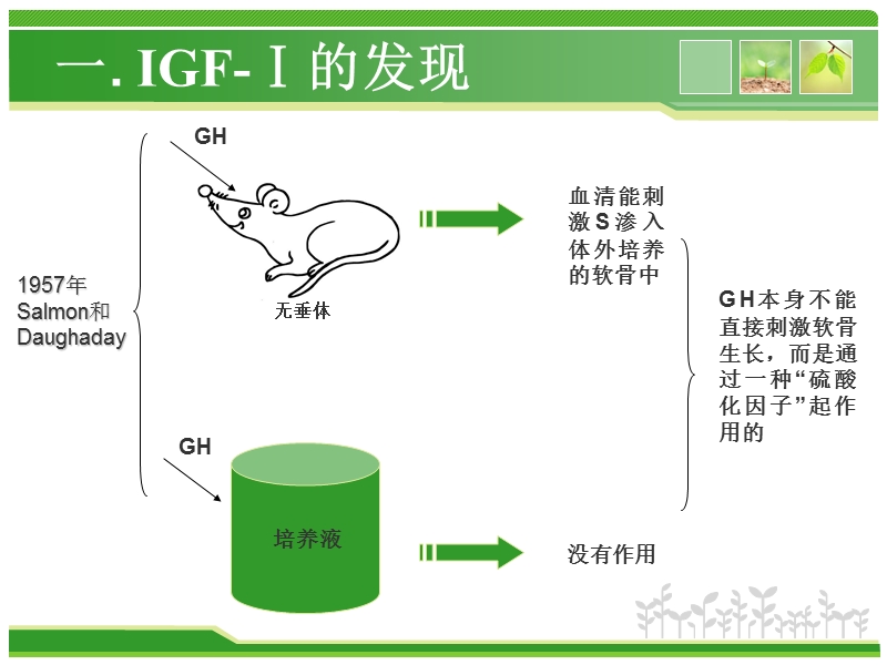 胰岛素样生长因子1的相关研究.ppt_第3页