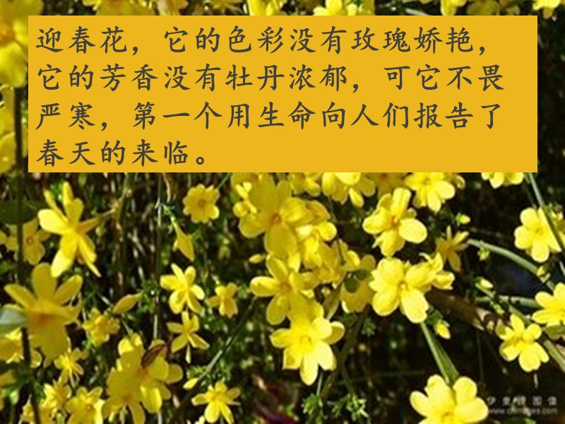 习作指导：我喜欢的花.ppt_第2页